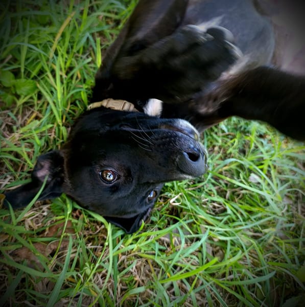 Claudia, femelle berger, née le 21/06/2025 🐶