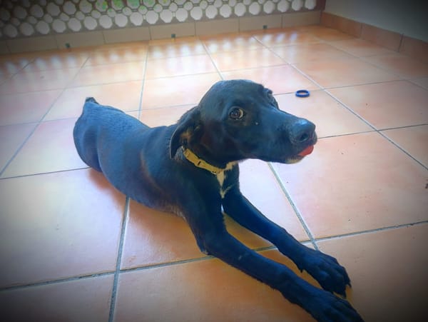 Claudia, femelle berger, née le 21/06/2025 🐶