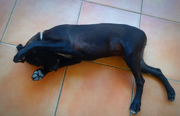 Claudia, femelle berger, née le 21/06/2025 🐶