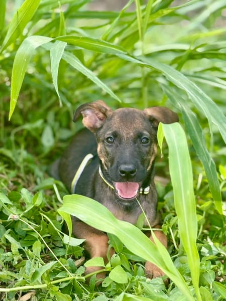 Brownie, femelle croisée berger, née le 01/08/2025 🐶