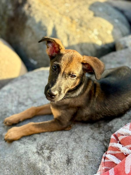 Brownie, femelle croisée berger, née le 01/08/2025 🐶