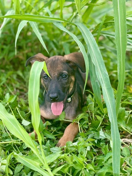 Brownie, femelle croisée berger, née le 01/08/2025 🐶