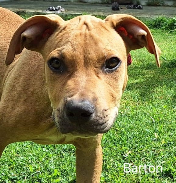 Barton, mâle croisé berger, né le 15/06/2025 🐶