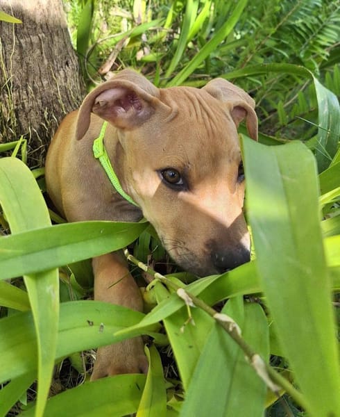 Barton, mâle croisé berger, né le 15/06/2025 🐶