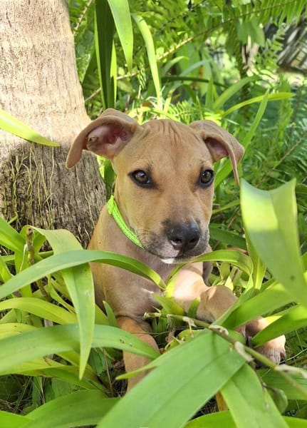 Barton, mâle croisé berger, né le 15/06/2025 🐶