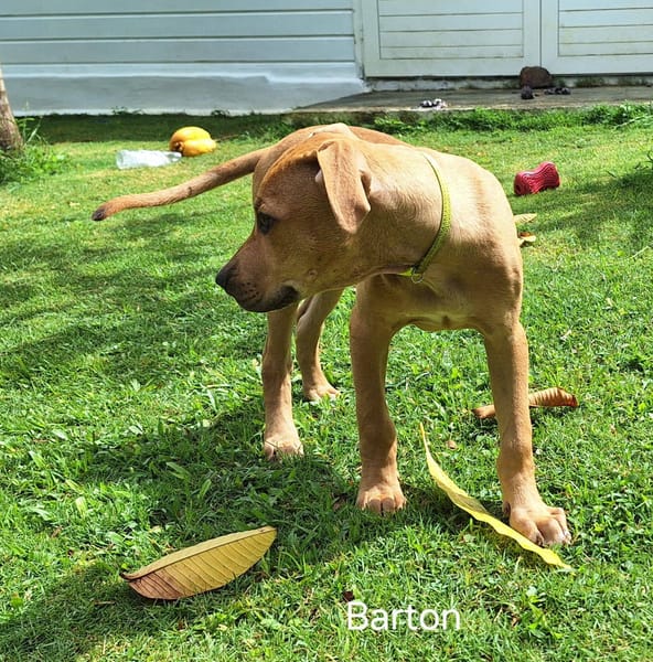 Barton, mâle croisé berger, né le 15/06/2025 🐶
