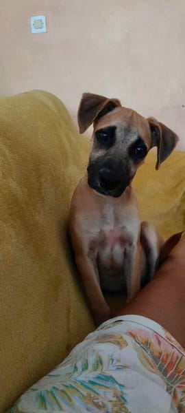 Anuka, femelle berger, née le 15/06/2025 🐶