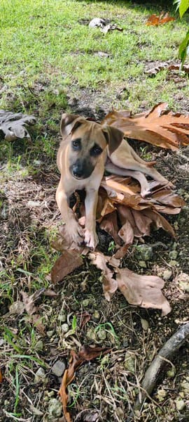 Anuka, femelle berger, née le 15/06/2025 🐶