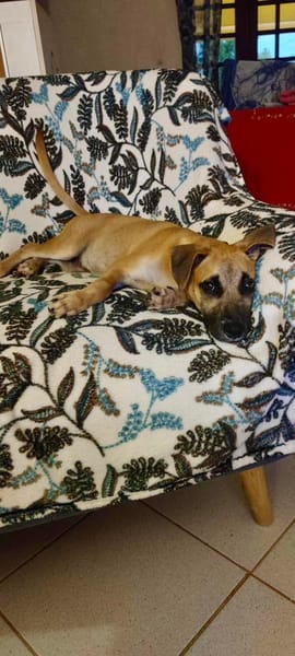 Anuka, femelle berger, née le 15/06/2025 🐶