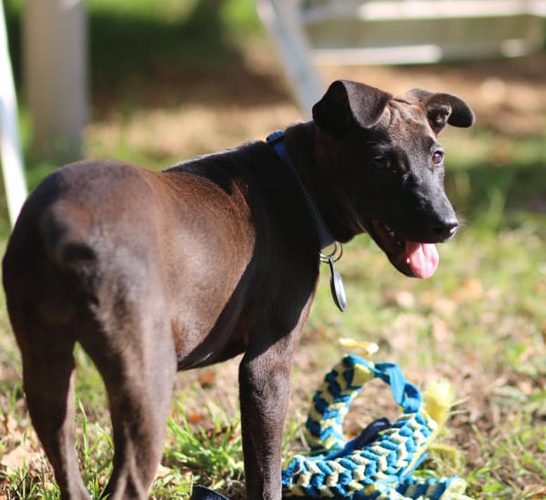 Aesa, femelle, croisée berger, née le 05/06/2025