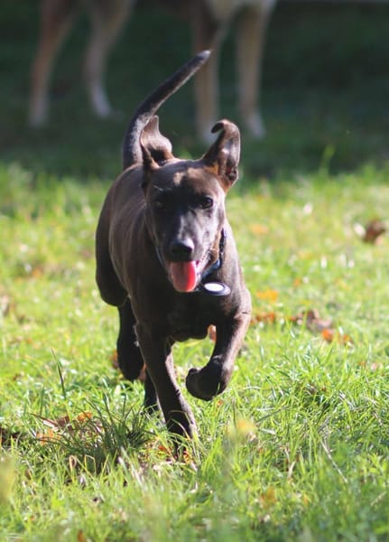 Aesa, femelle, croisée berger, née le 05/06/2025