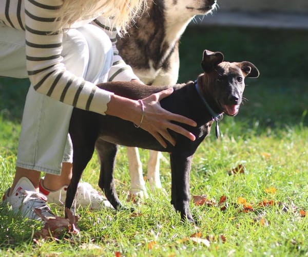 Aesa, femelle, croisée berger, née le 05/06/2025