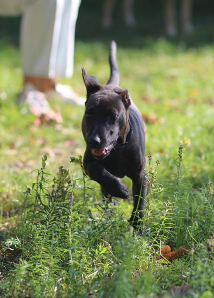 Aesa, femelle, croisée berger, née le 05/06/2025