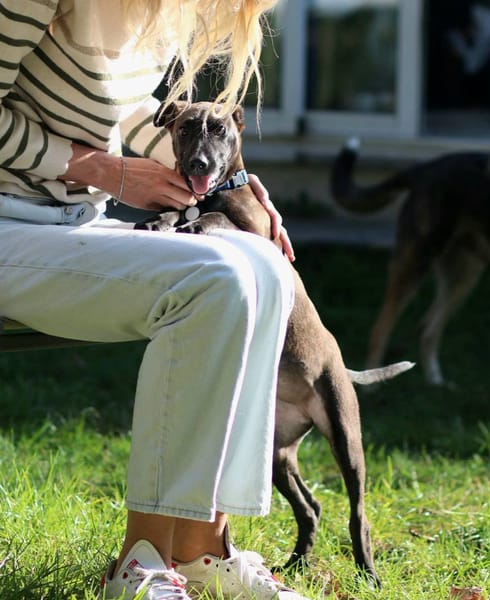 Aesa, femelle, croisée berger, née le 05/06/2025