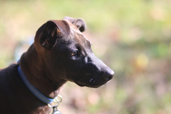 Aesa, femelle, croisée berger, née le 05/06/2025