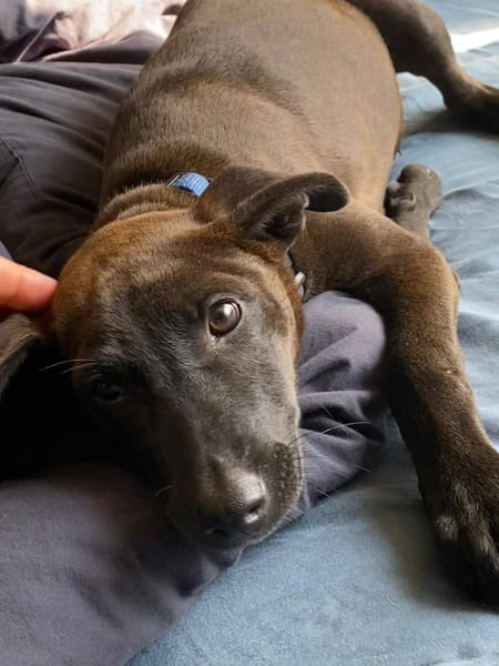 Aesa, femelle, croisée berger, née le 05/06/2025