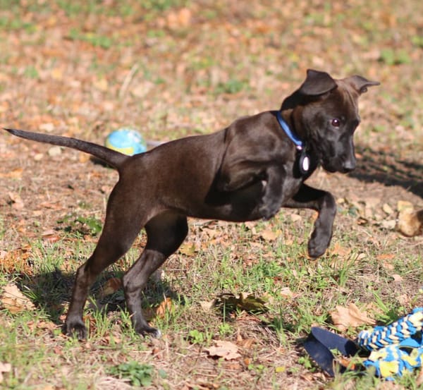 Aesa, femelle, croisée berger, née le 05/06/2025