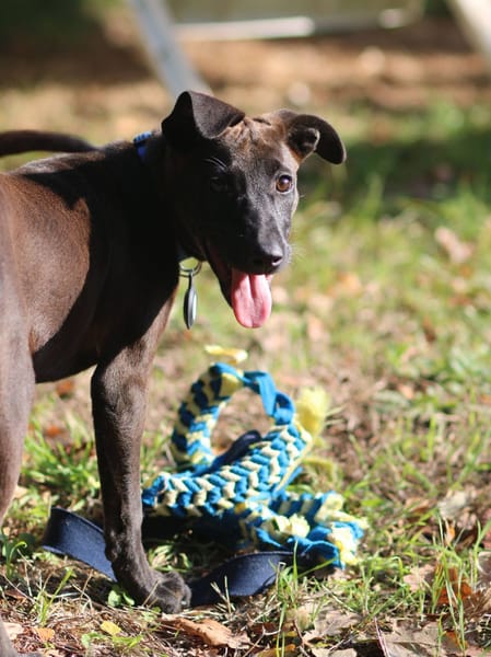 Aesa, femelle, croisée berger, née le 05/06/2025