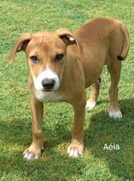 Aéla, femelle croisée berger, née le 15/06/2025 🐶