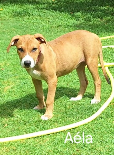 Aéla, femelle croisée berger, née le 15/06/2025 🐶