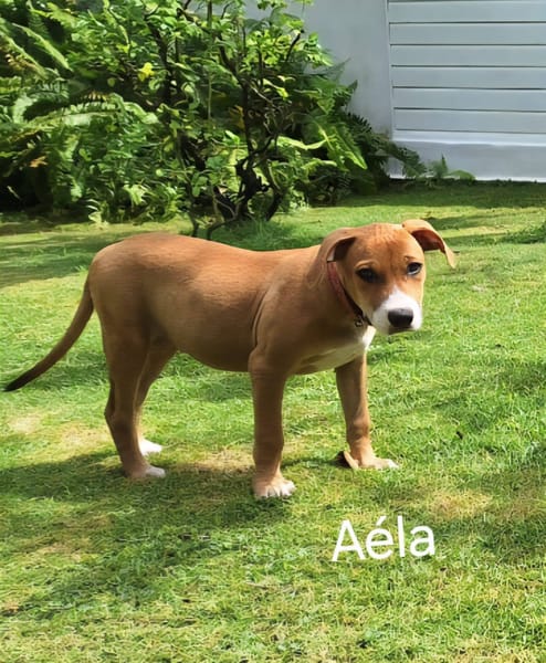 Aéla, femelle croisée berger, née le 15/06/2025 🐶