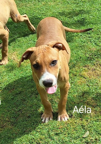 Aéla, femelle croisée berger, née le 15/06/2025 🐶