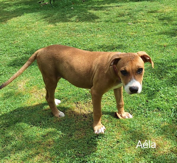 Aéla, femelle croisée berger, née le 15/06/2025 🐶