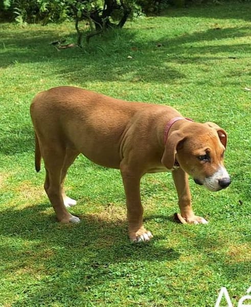 Aéla, femelle croisée berger, née le 15/06/2025 🐶
