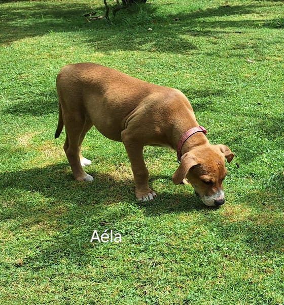 Aéla, femelle croisée berger, née le 15/06/2025 🐶