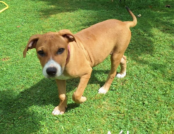 Aéla, femelle croisée berger, née le 15/06/2025 🐶