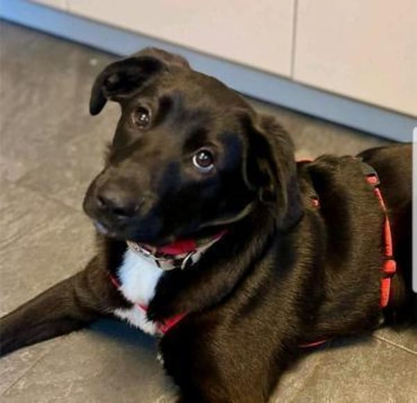 Blacky sucht ein Zuhause