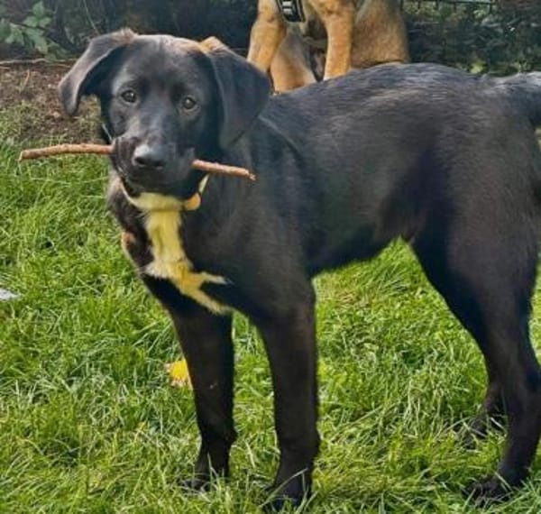 Blacky sucht ein Zuhause