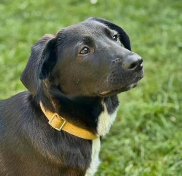 Blacky sucht ein Zuhause