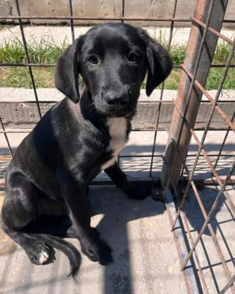 Blacky sucht ein Zuhause