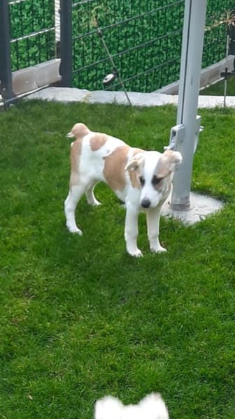 🐶 Cooper  neugieriger Beagle-Mix-Bub