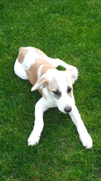 🐶 Cooper  neugieriger Beagle-Mix-Bub