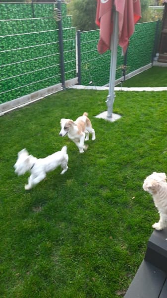 🐶 Cooper  neugieriger Beagle-Mix-Bub