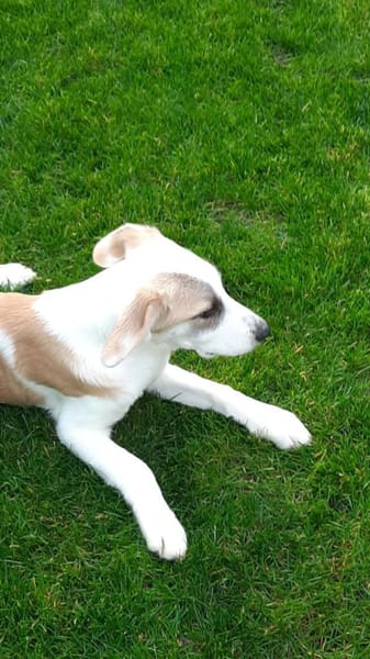 🐶 Cooper  neugieriger Beagle-Mix-Bub