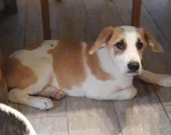 🐶 Cooper  neugieriger Beagle-Mix-Bub