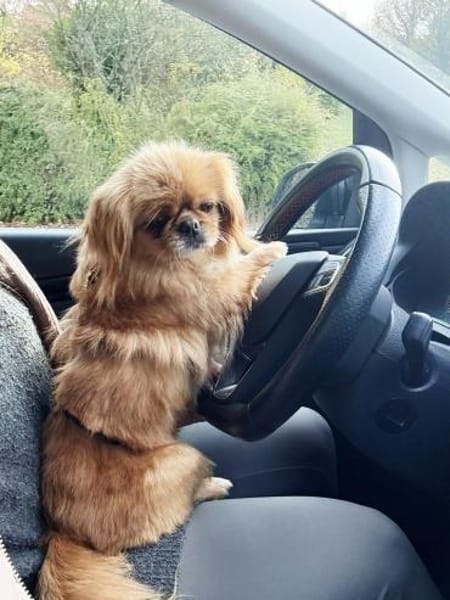 Kata  kleine 1-jährige Pekinesin