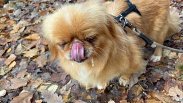 Kata  kleine 1-jährige Pekinesin