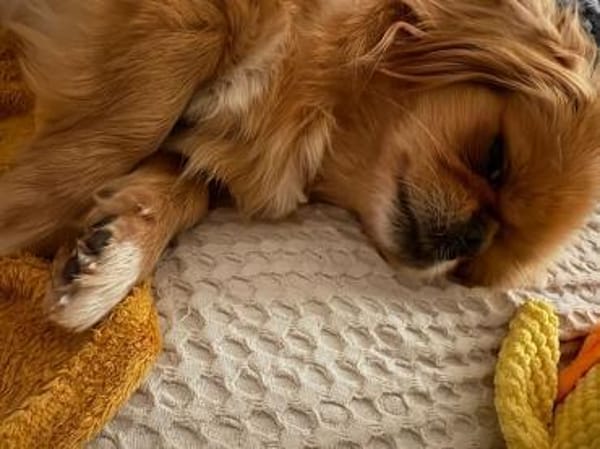 Kata  kleine 1-jährige Pekinesin