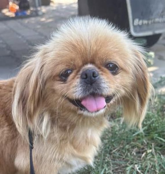 Kata  kleine 1-jährige Pekinesin