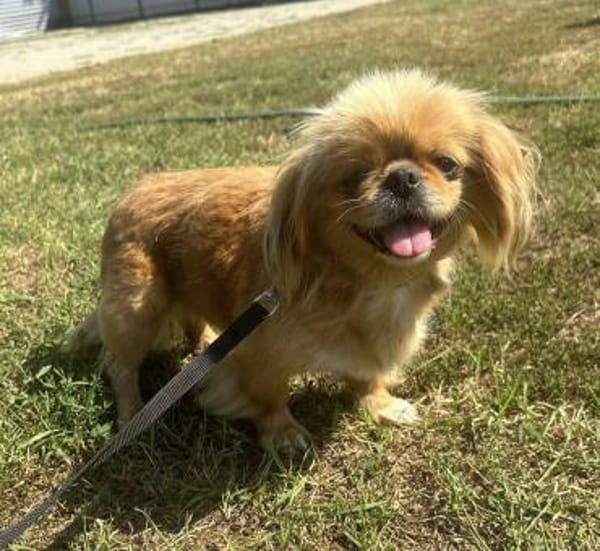 Kata  kleine 1-jährige Pekinesin