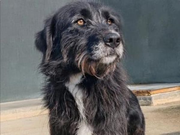 Delilah - Unsere Große mit Riesenherz