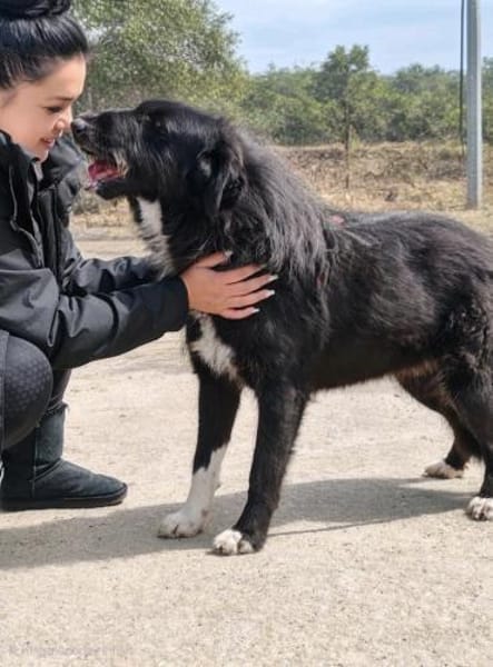 Delilah - Unsere Große mit Riesenherz