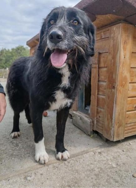 Delilah - Unsere Große mit Riesenherz