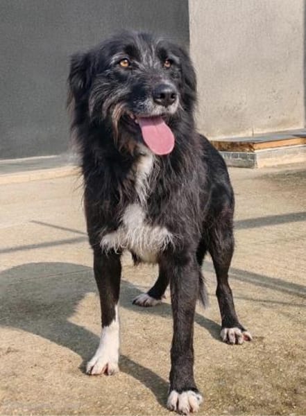 Delilah - Unsere Große mit Riesenherz