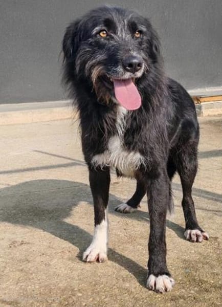 Delilah - Unsere Große mit Riesenherz