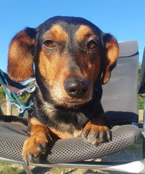 Paula°  in 33142 Büren